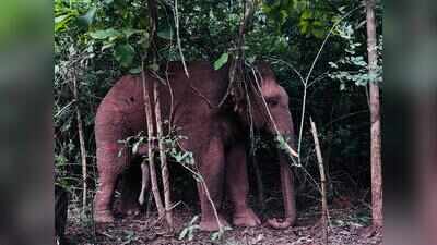 Chandaka jumbo darted for treatment, released
