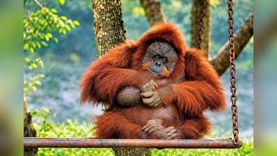 Orangutans rekindle memories of Binny in Nandankanan