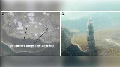 Tumours found in Turbinaria corals for first time, raising reef concerns