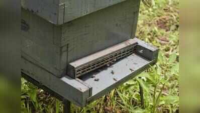 Canacona beekeeping initiative targets 12,000kg honey per year