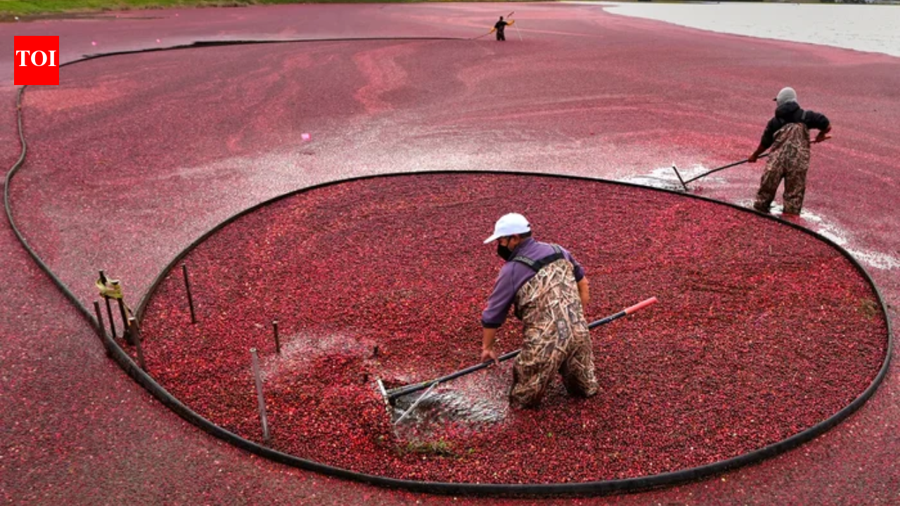 In 2018, Massachusetts removed the first of two old dams from former cranberry bogs; by 2020...