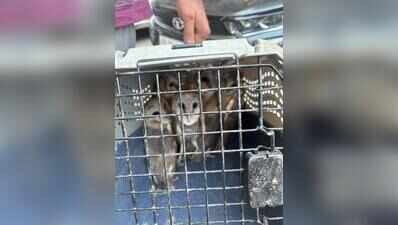 7 owls rescued from Greater Noida condo, to be relocated to Surajpur sanctuary