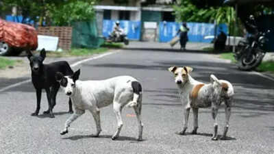 Chile, Bhutan show rabies can be beaten, but India’s 2030 target faces hurdles