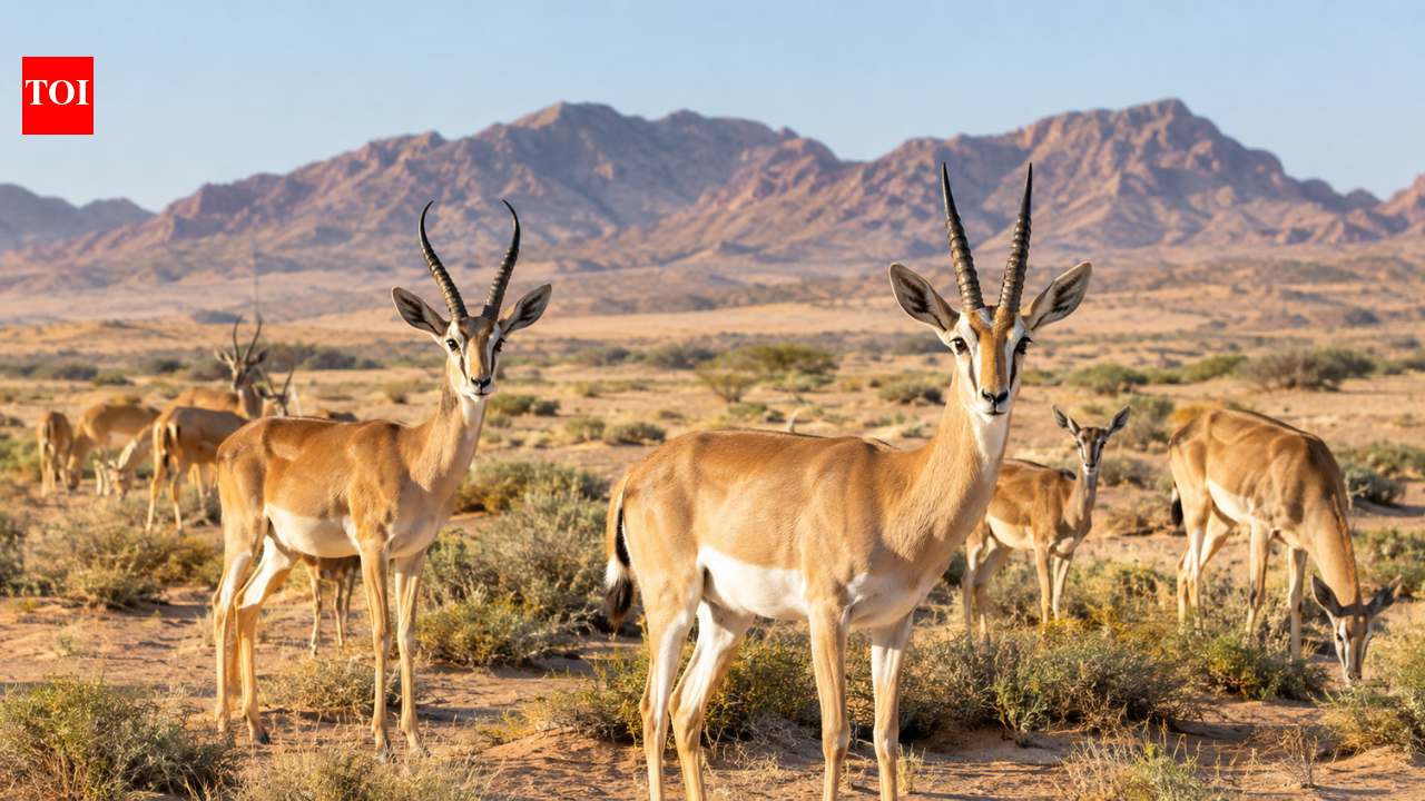 Saudi Arabia released 313 gazelles and 20 years later both species thrived