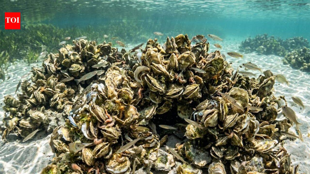 Florida oyster reef restoration helped marine life return within 18 months