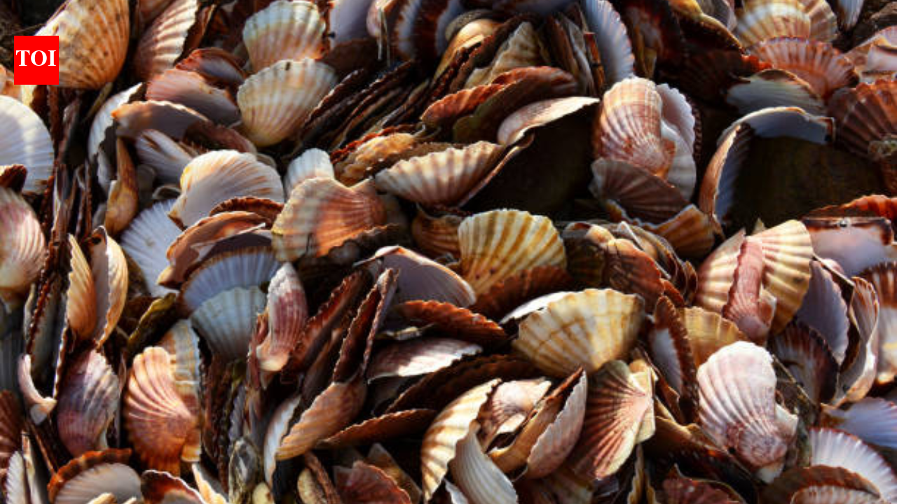 Japan village turns 40,000 tonnes of discarded scallop shells into stronger safety helmets