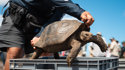 Galapagos tortoises were hunted by pirates for food and went extinct on Floreana Island; after 180 years, conservationists brought them back to their ancestral home