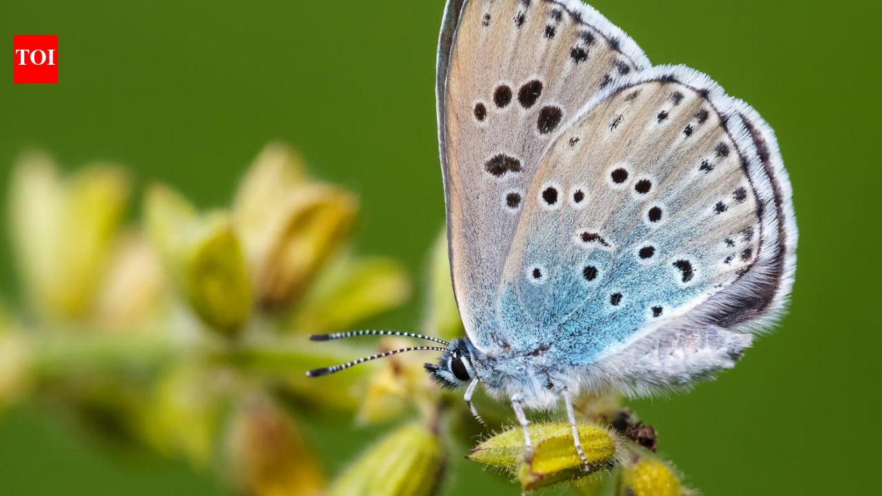 Large Blue Comeback: extinct UK butterfly surges 1,866%; ecosystem fix drives recovery