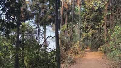 Tree hurdle cleared, Kalyan Ring Road work to pick pace