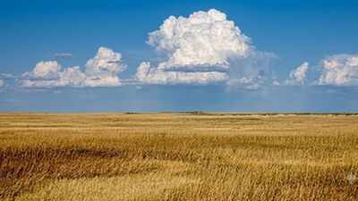 In 2008, volunteers began turning 6.25 acres of Illinois cornfield into prairie; 15 years later, 134 of 192 planted species remained