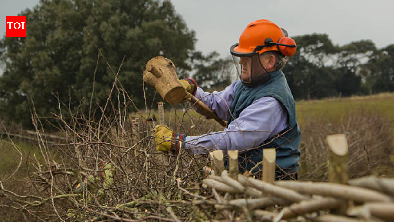 Ancient British farming craft returns as 2,500 farmers revive 1,300km of hedgerows for wildlife, floods
