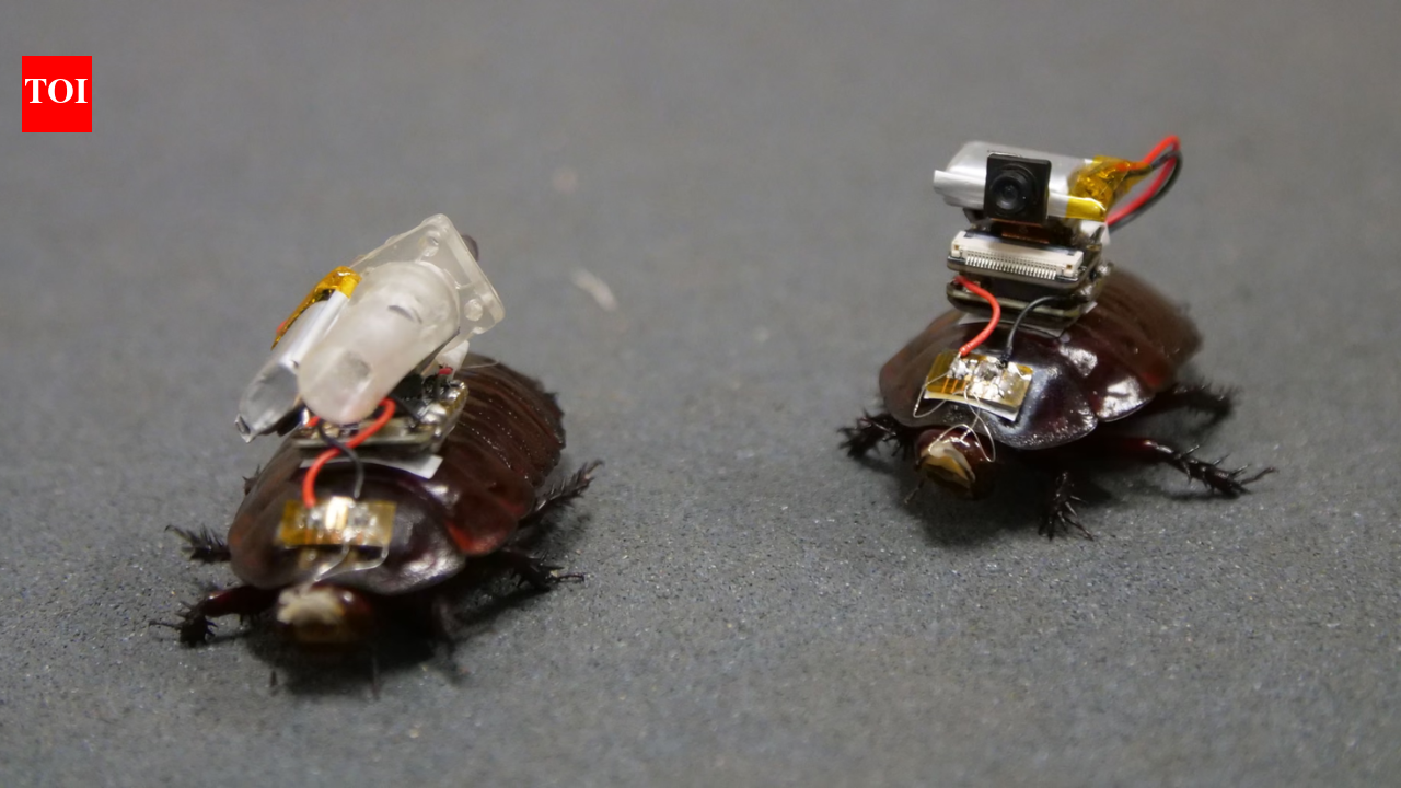 Forget robots: Scientists turn cockroaches into cyborg first responders that could save lives