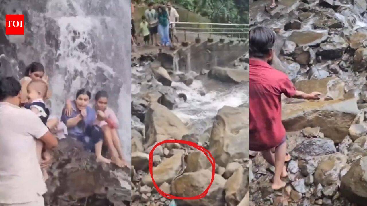 Giant snake falls on man carrying child at Amboli waterfall in Maharashtra; tourists scream, “Run, it’s a very big cobra”: watch | - The Times of India