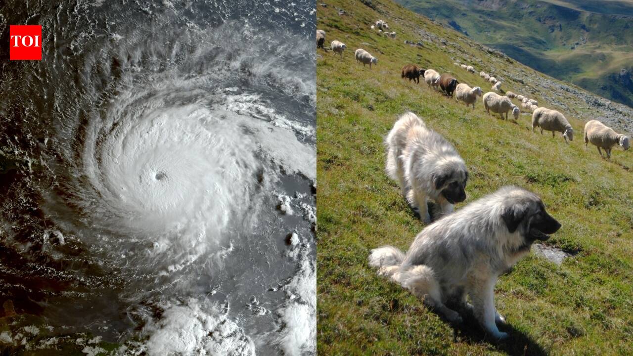 In 2017, Hurricane Irma emptied Barbuda and left pets behind; when people return...