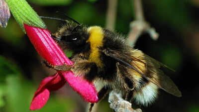Ann Hammond spent years restoring her 12-acre Iowa property with native habitat; years later, a federally endangered bumblebee appeared among her flowers