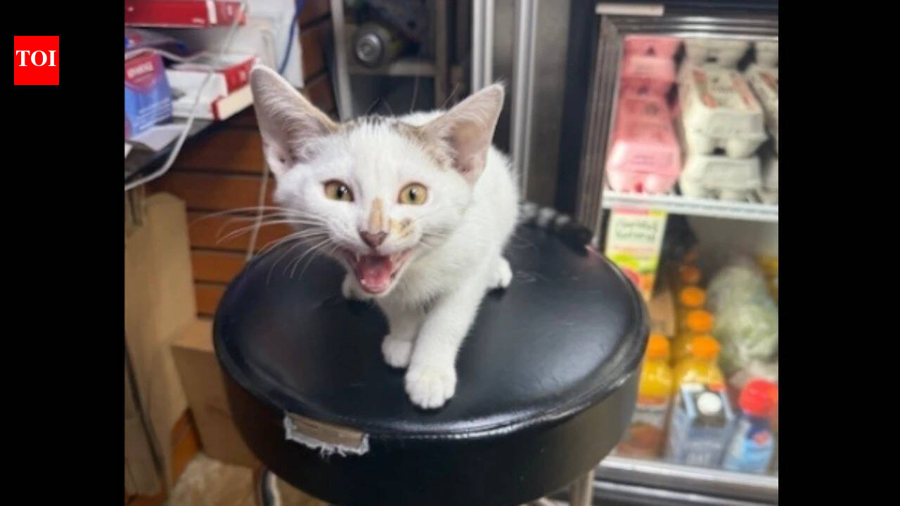 NYC bodega cat Jabal returned after being snatched from street, owner had announced $500 no-questions-asked reward; woman in custody