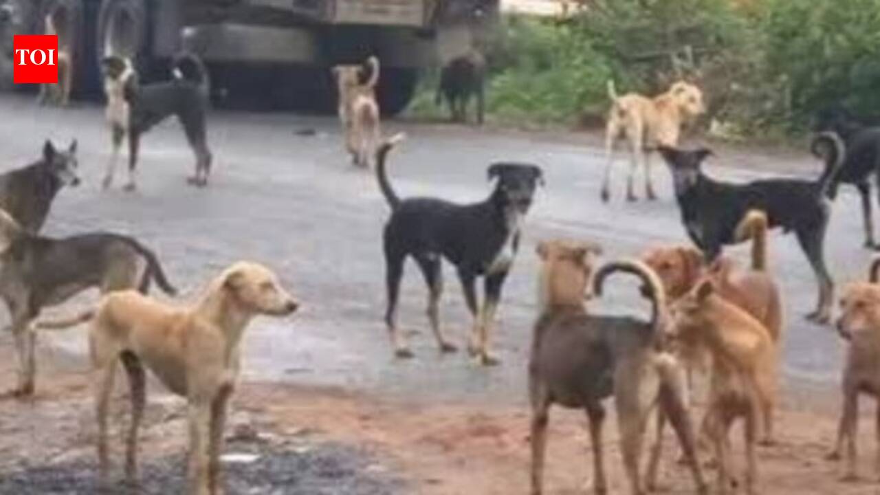 SC’s stray dog directives: Kerala HC seeks monthly reports from monitoring panel