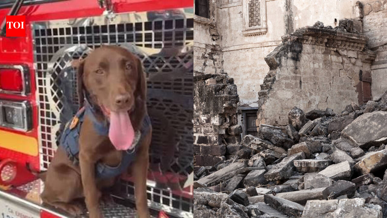 Meet Joey: Rescue dog credited with finding 3 survivors up for hero award