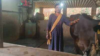 Sundari turns Gruhalakshmi support into dairy enterprise in Puttur