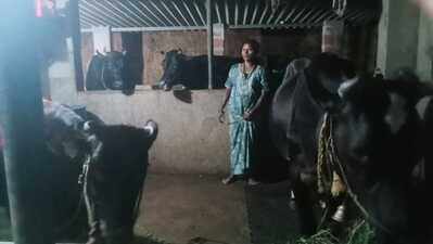 Sundari turns Gruhalakshmi support into dairy enterprise in Puttur