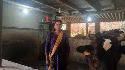 Sundari turns Gruhalakshmi support into dairy enterprise in Puttur