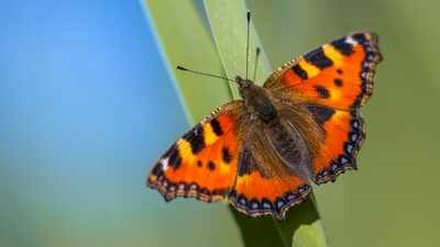 Britain sees second-best butterfly season in 16 years; people counted almost 1.4 million common butterflies and moths; painted ladies jumped by 335%, but scientists are worried