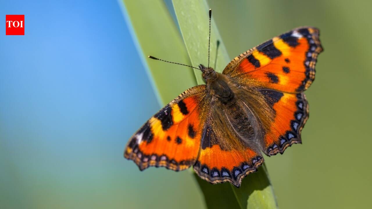 Britain’s butterfly boom comes with a warning for next year