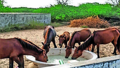 Point Calimere Sanctuary Delivers Tanker Water Amid Drought