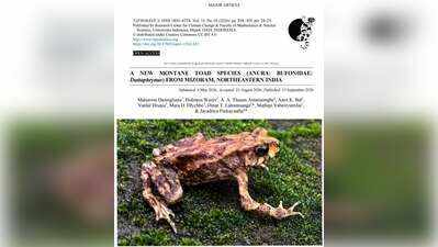 Mizoram University’s research scholars discover new montane toad species at Phawngpui National Park