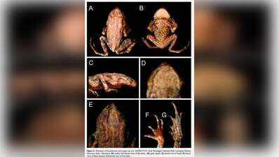 Mizoram University’s research scholars discover new montane toad species at Phawngpui National Park