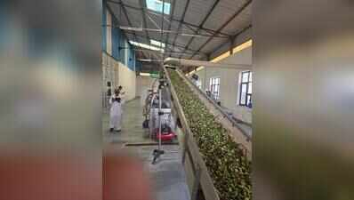 Olive fruiting revives farmers’ hopes; Lunkaransar mill starts oil extraction