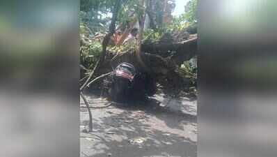 28-year-old killed in tree-fall incident in Maharashtra, one other injured