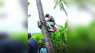 As climbers grow scarce, harvest gets mechanical lift