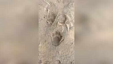 Leopard leaves fresh pugmarks in Sanand’s Moti Devati, second evidence in a month