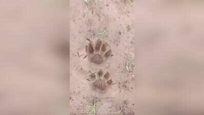 Leopard leaves fresh pugmarks in Sanand’s Moti Devati, second evidence in a month