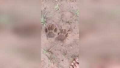 Leopard leaves fresh pugmarks in Sanand’s Moti Devati, second evidence in a month