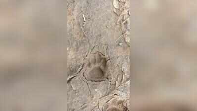 Leopard leaves fresh pugmarks in Sanand’s Moti Devati, second evidence in a month