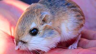 Scientists removed kangaroo rats from desert plots for 13 years, revealing how the rodents shape vegetation in the Chihuahuan Desert
