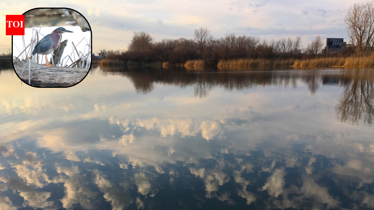 Buffalo transformed a 264-acre dump in 1976; 50 years later, 260+ bird species are recorded