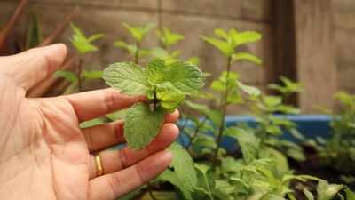 How to grow pudina at home in just one pot: Easy steps to grow fresh mint leaves from cuttings