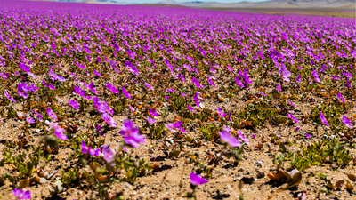 Atacama, the 'blooming desert', gets painted in a sea of colourful flowers following the rare phenomenon that happens once every 10 years