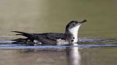 In 2013, St Agnes and Gugh began removing invasive rats brought by 18th-century shipwrecks; 12 years later, Manx shearwater breeding sites rose from 22 to a record 225