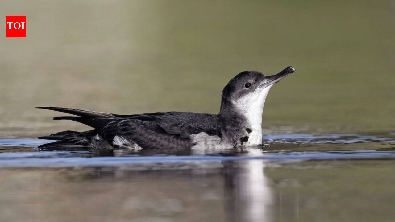 In 2013, St Agnes and Gugh began rat eradication; 12 yrs later, Manx shearwater sites hit record 225