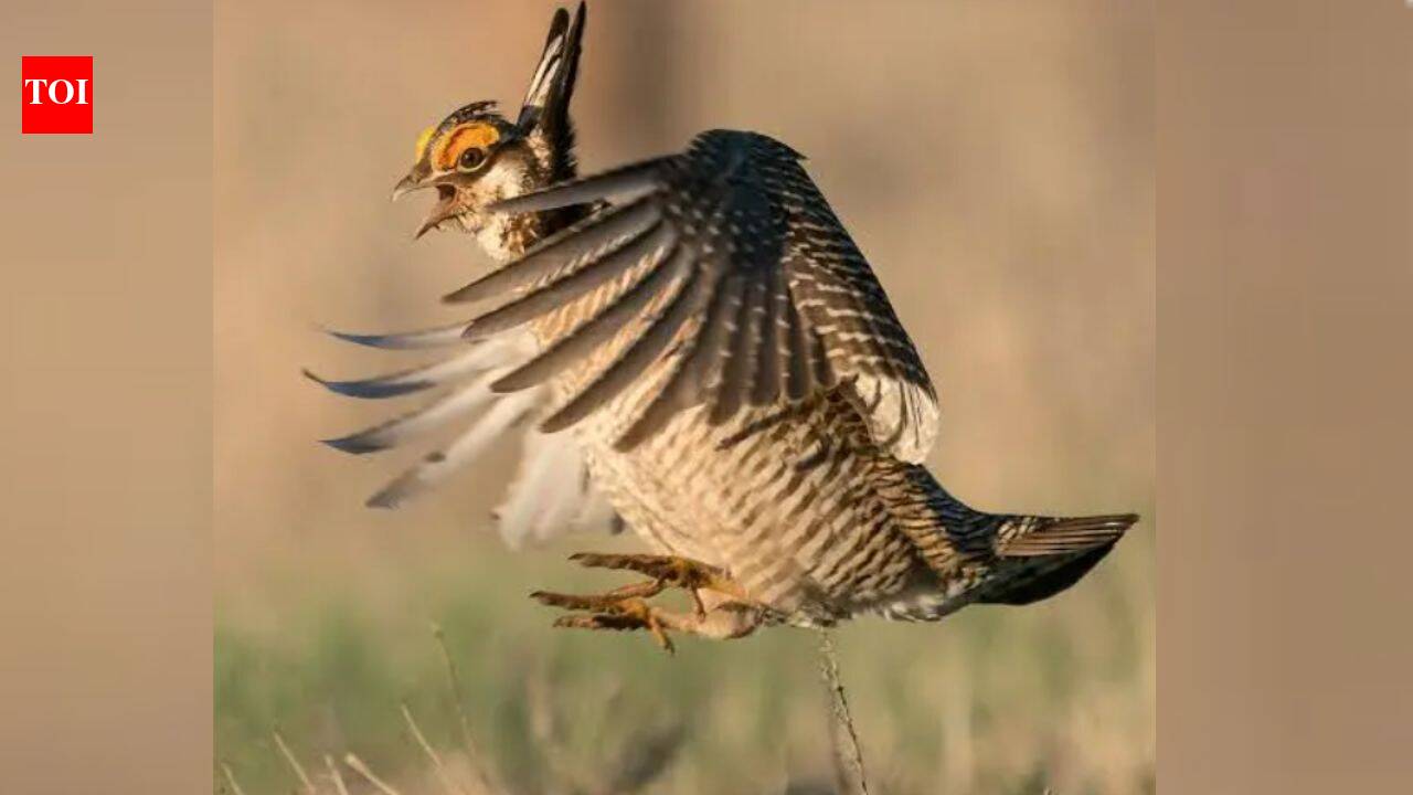 Colorado buys 2,100-acre ranch to help save lesser prairie-chickens from decline