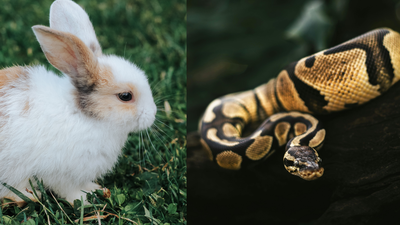University of Florida researchers are using high-tech decoy rabbits that mimic prey signals to lure Burmese pythons out of Everglades hiding spots