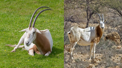 Only 25 scimitar-horned oryx returned to Chad in 2016 after vanishing from the wild, but the population has now grown to more than 600