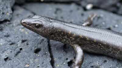 In 1992, scientists moved 30 pregnant skinks to a New Zealand island; years later, their population showed a genetic surprise