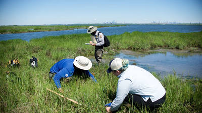 New York City volunteers planted 20,000 marsh seedlings on a dying salt marsh in 2003, but 80% of the site was healthy just two years later