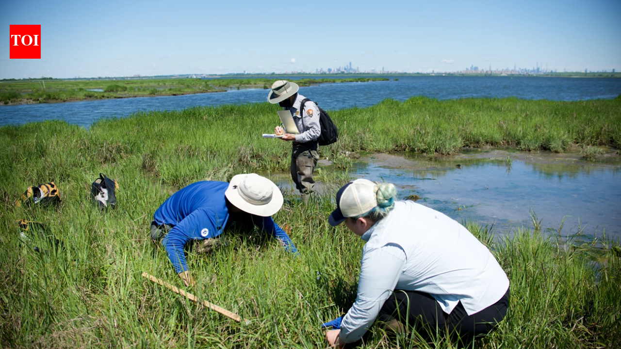 New York City volunteers planted 20,000 marsh seedlings in 2003; 80% were healthy by 2005