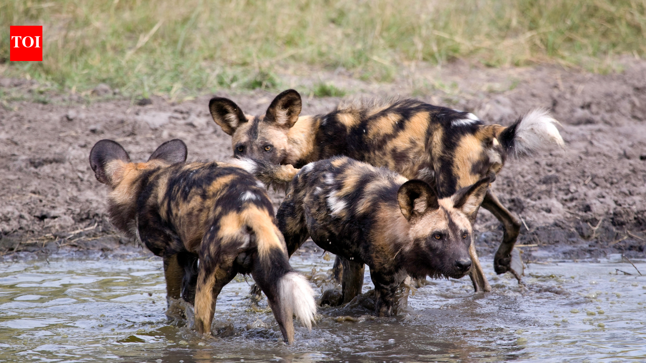 Three African wild dog brothers travelled 4,126 km; the longest recorded African mammal dispersal
